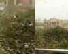 距离首都德里30公里的印度城市古尔冈遭到大批蝗虫入侵