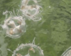 桃花水母在江西庐山西海水域出现水中翩翩起舞煞是好看